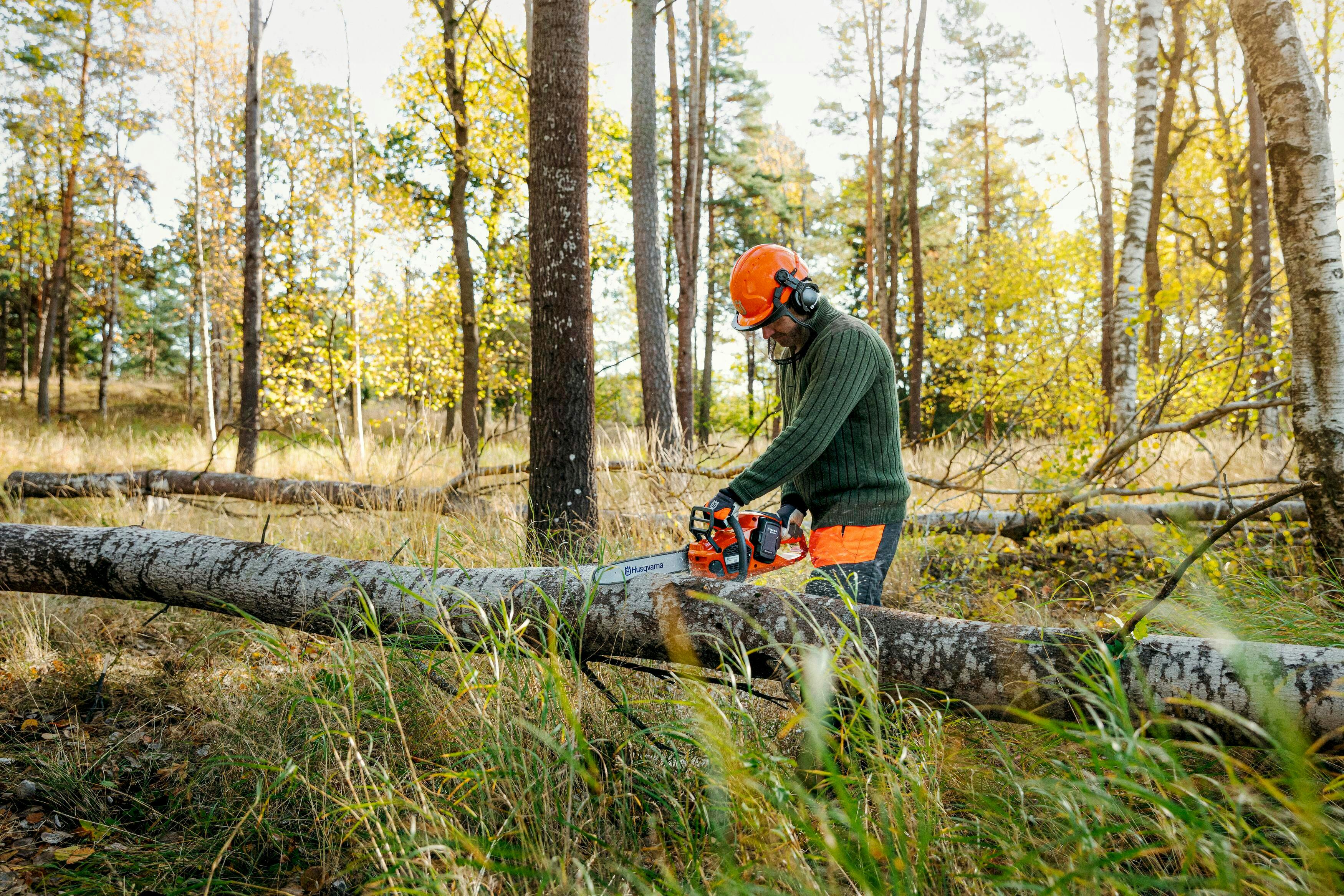 man cutting tree trunk in forest